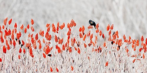 Краснокрылый Черен дрозд в Сумахе - Медисън, Уисконсин 10x5 Снимка