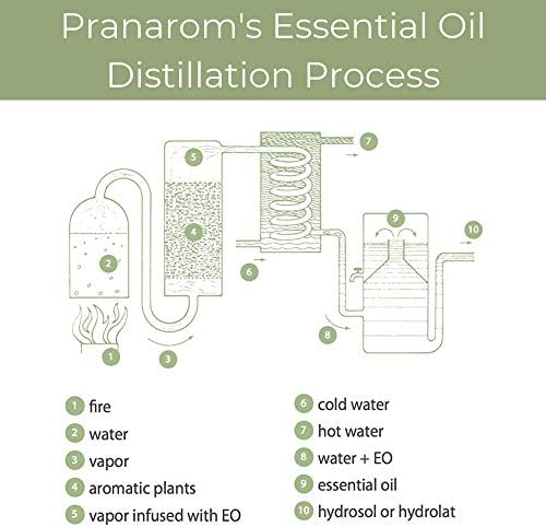 Pranarom - Етерично масло от чаено дърво (1 унция / 30 мл) - Чисто органично Терапевтични етерично масло за почистване