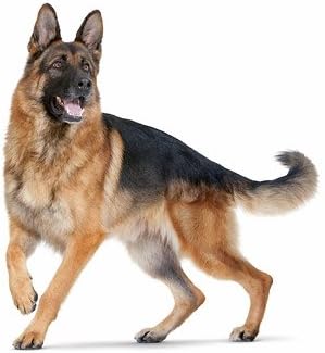 I LOVE MY PETS LLC Подкрепа на пикочния мехур на куче - Поддръжка на пикочните пътища кучета - Комплекс облекчаване на