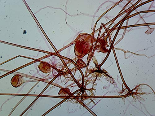 Безполово размножаване ризопуса - това микроскопично парче