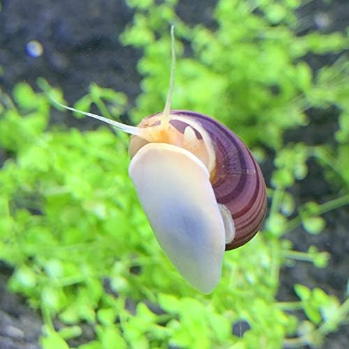 3 Magenta Мистерия Snails (Pomacea Bridgesii) Голяма жива пресноводная охлюв